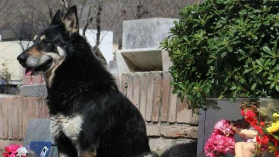 Addio a Capitàn, il cane che ha vegliato per oltre 10 anni sulla tomba ...