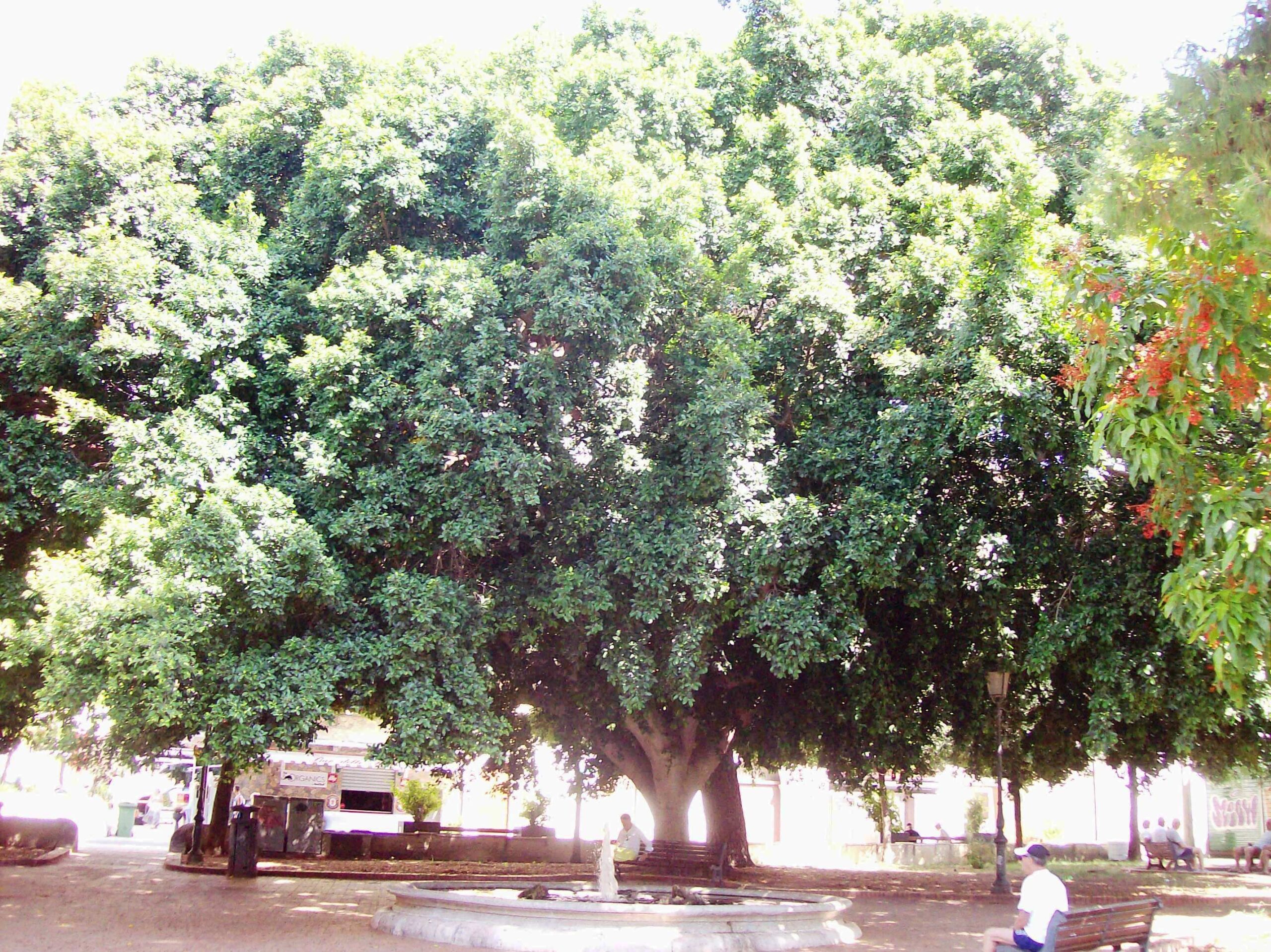 villa-comunale-segnalazione-alberi-pericolanti